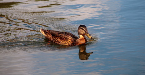 Duck in the water