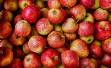 Erntefrische rote Äpfel von oben