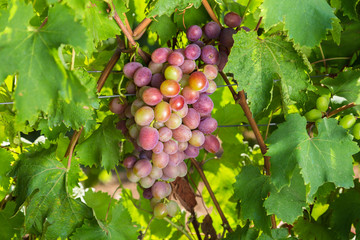 Blue grapes cluster on vine with copy-space against sunlight