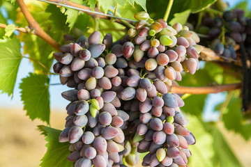 Blue grapes cluster on vine with copy-space against sunlight