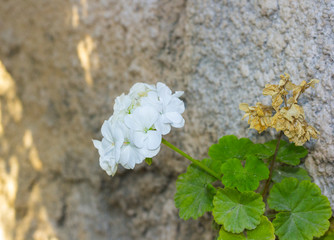 Geranium white flowers with rock background.