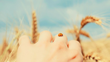 Ears of wheat and a ladybug on a hand against the blue sky on a sunny summer day © olhakibec