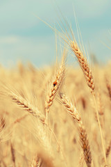 Ears of wheat and a ladybug on a spikelet on a background of blue sky on a sunny summer day