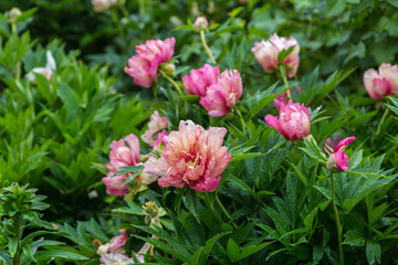 Peony Hybrid 