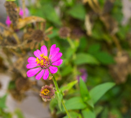zinnia flower with blur background.