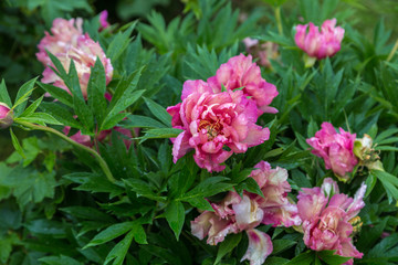 Peony Hybrid 