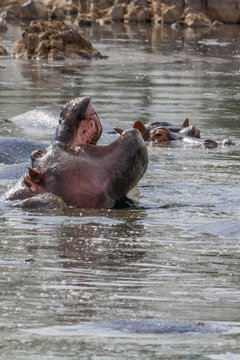 Hippopotamus Tanzania