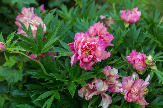 Peony Hybrid "Julia Rose" in the spring garden
