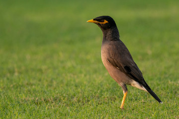 Sharp look from common myna which live in aspire zone at  DOHA - QATAR