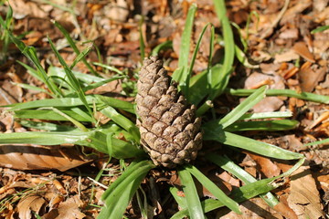 An Individual Pine Cone Fallen onto a Forest Floor.