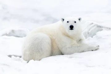 Tuinposter IJsberen van Wrangel Island © Barry