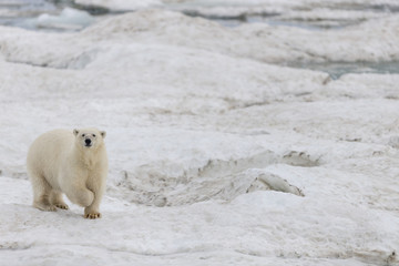 Naklejka na ściany i meble Polar Bears of Wrangel Island