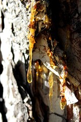 Resin of pine tree