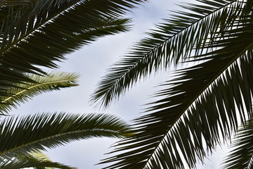 Exotic palm leaves – photographed from below