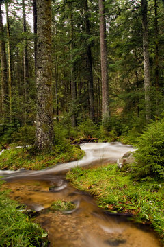 River in a forest of the Vosges mountains, France