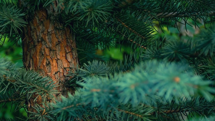 Fluffy pine branches with needles and bright bark in the coniferous forest