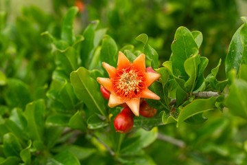 Close-up image of pomegranate blossom(s).
