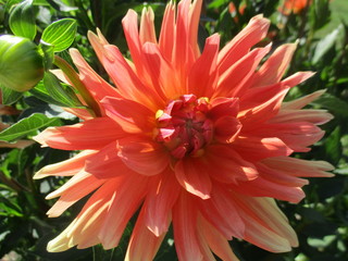 Flores varias del mundo 