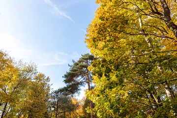 autumn park with yellow leaves