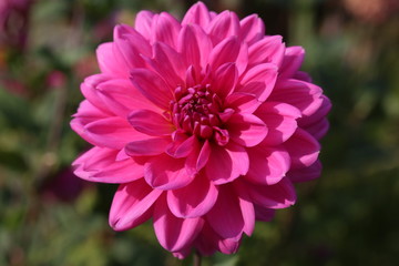 Flores varias del mundo 