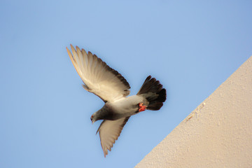 flying pigeon bird in action isolated on blue sky background.