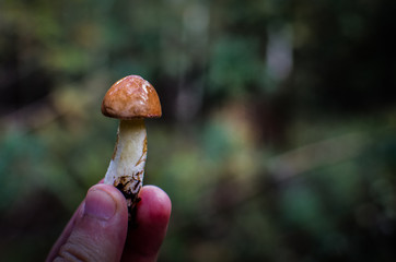 The guy is holding a mushroom Suillus. Suillus granulatus mushroom. Variety of edible mushroom Slippery.