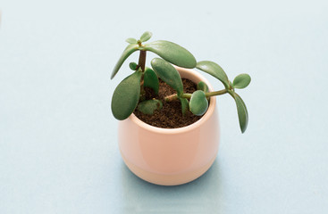 crassula ovata succulent