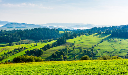 Obraz premium Green forests and pastures in the foothills.