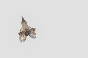 flying pigeon bird in action isolated on blue sky background.