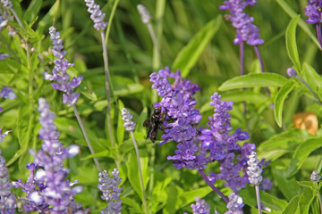 Holzbiene im Lavendel