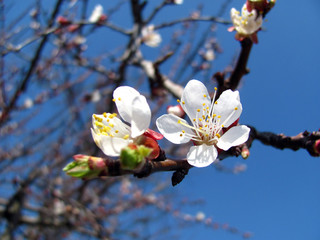 white flowers in spring