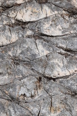 Closeup of a tree bark of a tropical palm tree