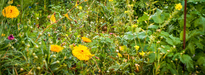 Blumenwiese mit gelben und weißen Blüten zwischen grünem Grasn
