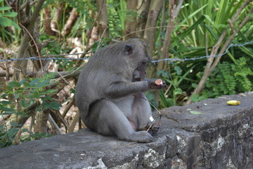 Monkey in a temple