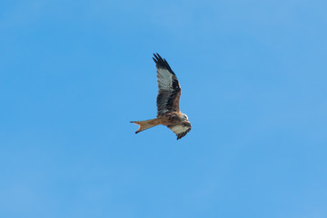 mäusebussard am fliegen