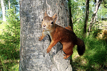 Red European squirrel sitting on tree trunk in forest.