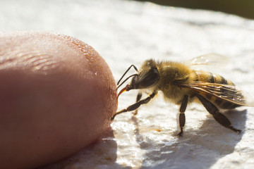 A friendly bee licking a finger.