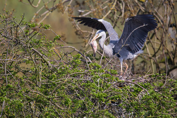 Graureiher mit Fisch