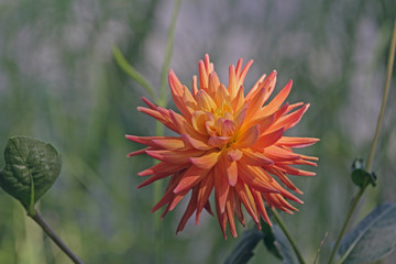 leuchtende Dahlie