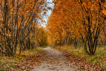 Fototapeta premium autumn in the park