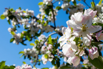 Obstbaumblüte im Frühling