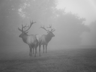 Elk in Fog Standing Close Together