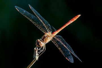 dragonfly 2
