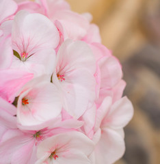 Macro image of large clump of bright pink and white Pelargonium flowers.