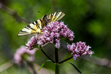  swallow tail