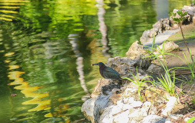 The Brewer's blackbird (Euphagus cyanocephalus) is a medium-sized New World blackbird.