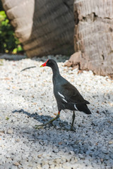 The common gallinule (Gallinula galeata) is a bird in the family Rallidae