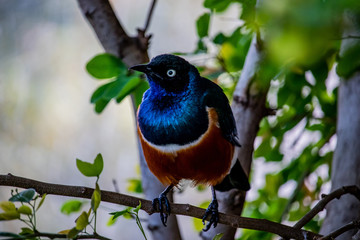 Colorfull Bird