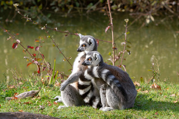 Lémurien Maki catta (Lemur catta)