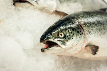 Fisch in der Truhe